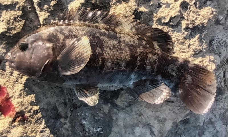 Tautog - Barnegat Inlet - 05Oct24.jpg