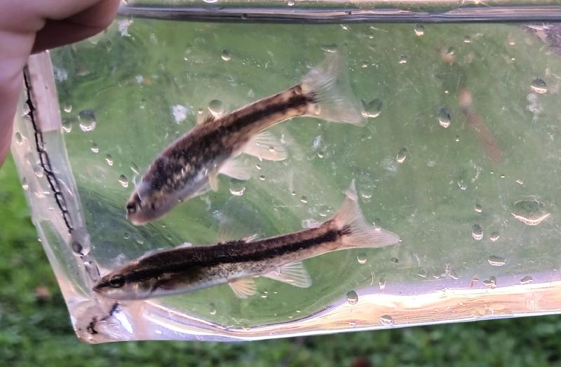 Western Blacknose Dace - Mudlick Run 14Sep24.jpg