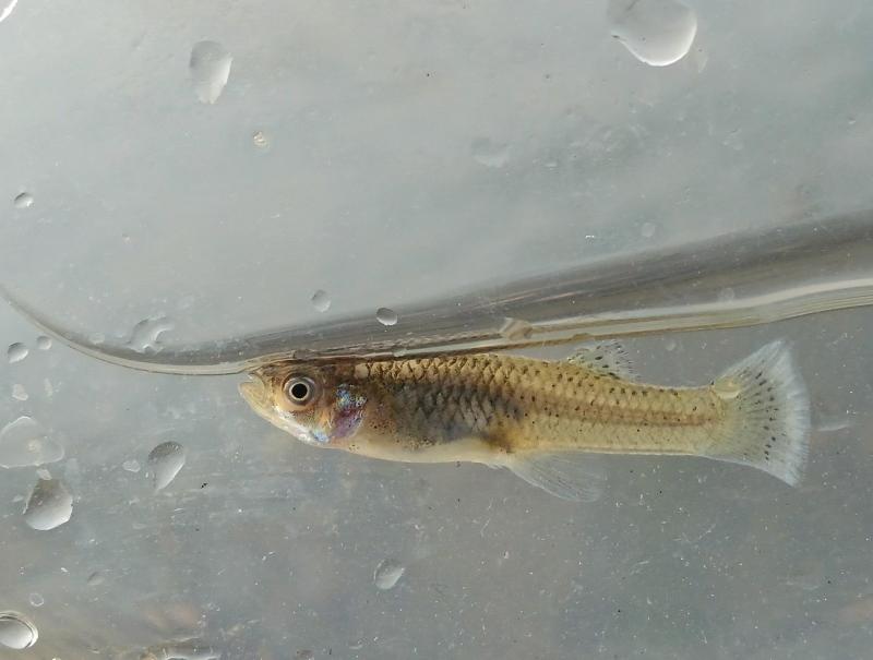 Western Mosquitofish 1 - Sand Crk - 19Oct24.jpg