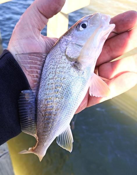 Atlantic Croaker - Galveston Fishing pier - 21Nov24.jpg