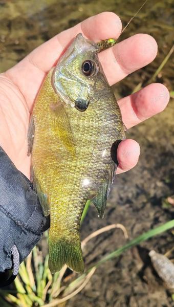 Bluegill - Onion Crk - 20Nov24.jpg