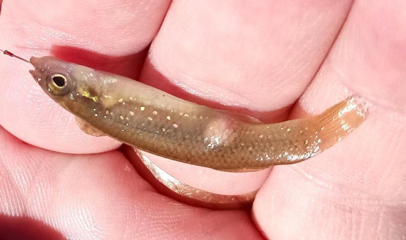 Golden Topminnow 1st - Spring Creek - 22Nov24.jpg