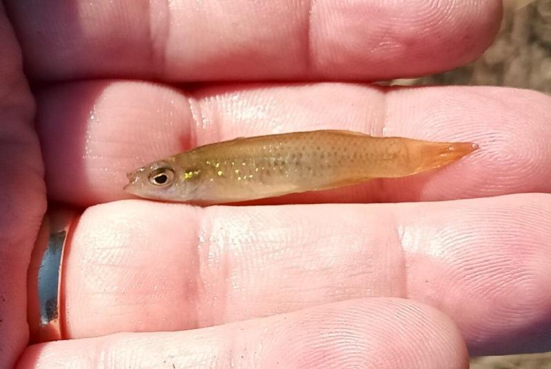 Golden Topminnow 2nd 1 - Spring Creek - 22Nov24.jpg