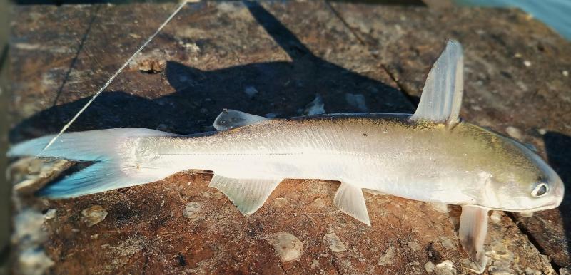 Hardhead Catfish 1 - Galveston Fishing pier - 21Nov24.jpg