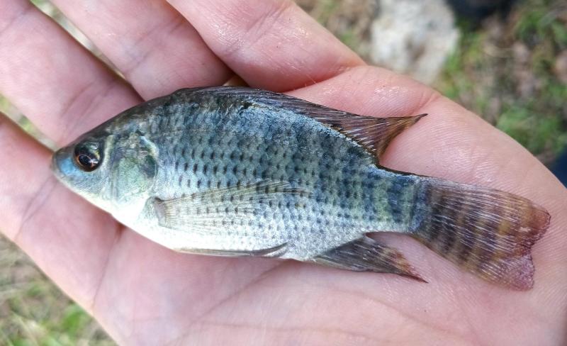 Nile Tilapia 1 - Ben's Branch Lake Houston - 20Nov24.jpg