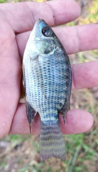 Nile Tilapia 2 - Ben's Branch Lake Houston - 20Nov24.jpg