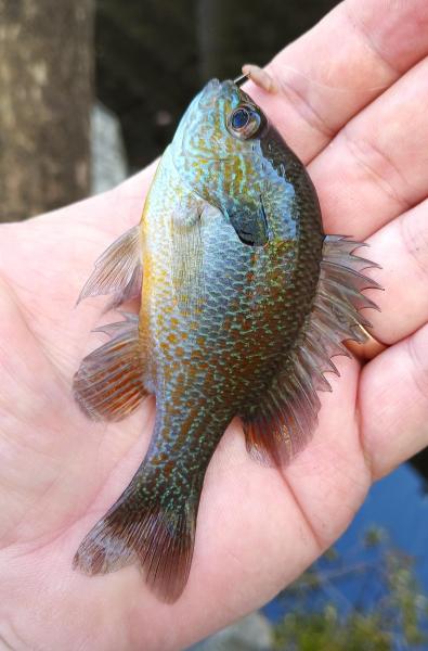 Plains Longear Sunfish - Barton Crk - 23Nov24.jpg