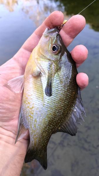 Redbreast Sunfish - Barton Crk - 23Nov24.jpg