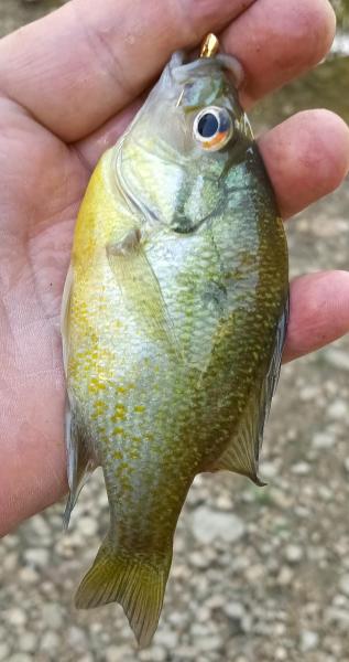 Redbreast sunfish - Onion Crk - 23Nov24.jpg