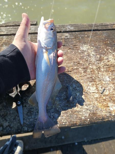 Sand Weakfish 1 - Galveston Fishing pier - 21Nov24.jpg