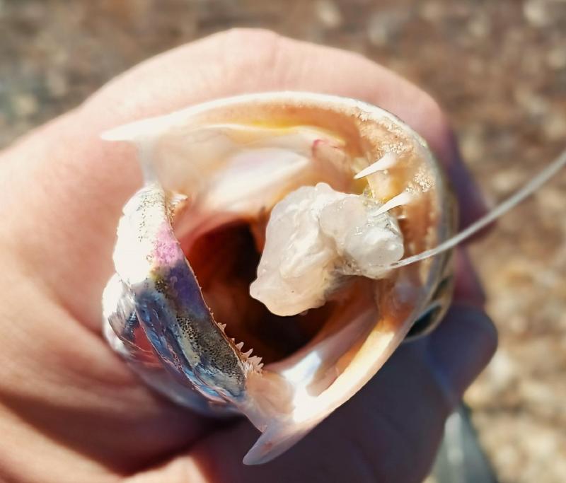 Sand Weakfish CP Mouth - Galveston Fishing pier - 21Nov24.jpg