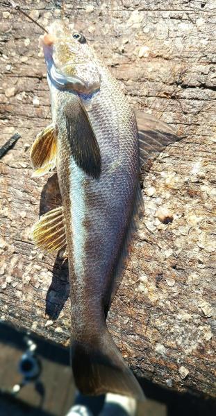 Southern Kingfish 3rd 1 - Galveston Fishing pier - 21Nov24.jpg