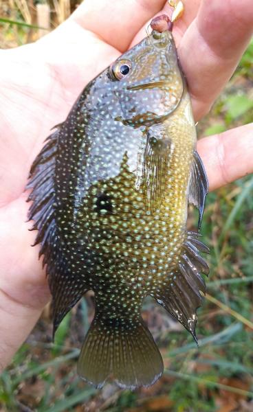 Texas Cichlid 1st - Barton Crk - 23Nov24.jpg