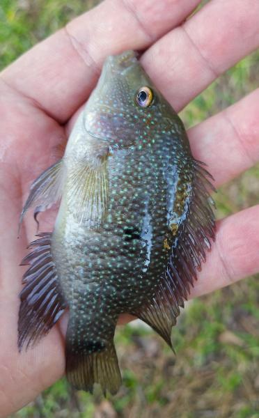 Texas Cichlid 2 - Ben's Branch Lake Houston - 20Nov24.jpg