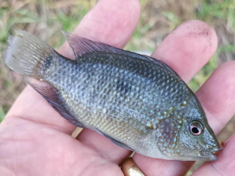 Texas Cichlid 2nd - Ben's Branch Lake Houston - 20Nov24.jpg