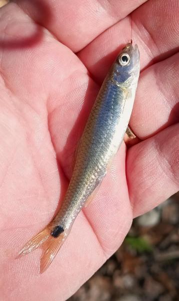 Western Blacktail Shiner - Barton Crk - 23Nov24.jpg