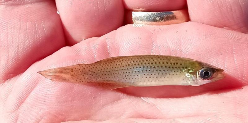 Western Starhead Topminnow 2nd - Spring Creek - 22Nov24.jpg