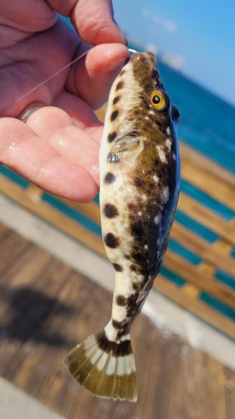 Bandtail Puffer 2- Dania Pier - 21Feb24.jpg