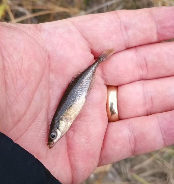 Brook Stickleback in hand - Piney Creek - 18Oct24.jpg