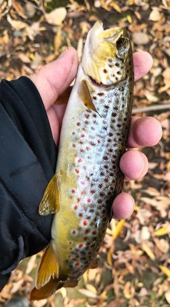 Brown Trout 1st - Boulder Crk - 19Oct24.jpg