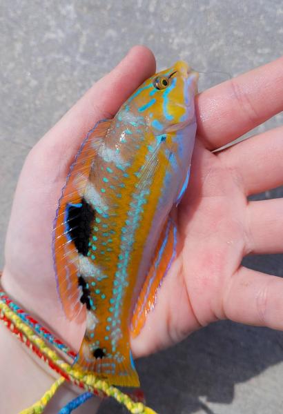 Livie Puddingwife Wrasse 2 - S Pointe Park - 24Feb24.jpg