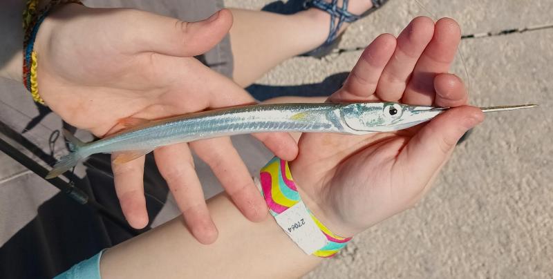 Livie Redfin Needlefish 1 - White St Pier - Key West - 22Feb24.jpg