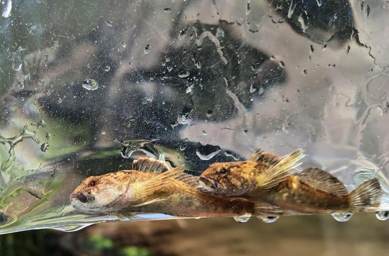 Slimy Sculpin both in bag - Kimberton PA Crk -  22Apr24.jpg