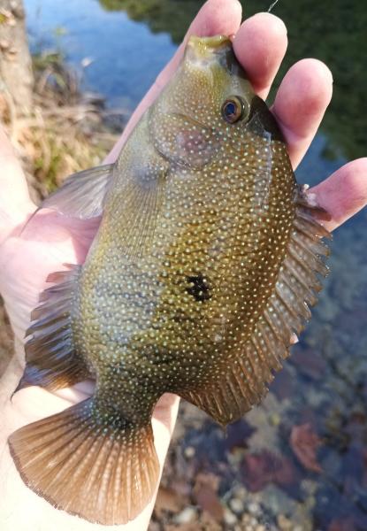 Texas Cichlid 2nd - Barton Crk -23Nov24.jpg