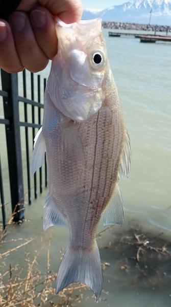 White Bass - 1st UT fish - 09Mar24.jpg