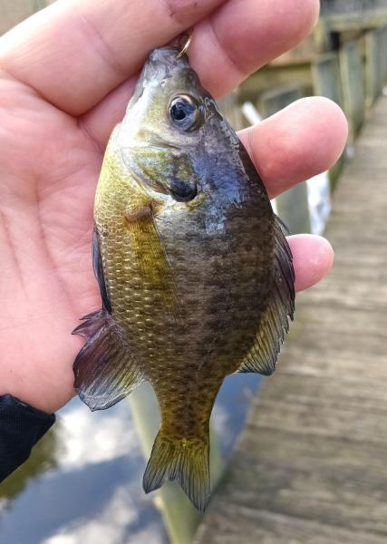 Bluegill - Wye River - 01Jan25.jpg