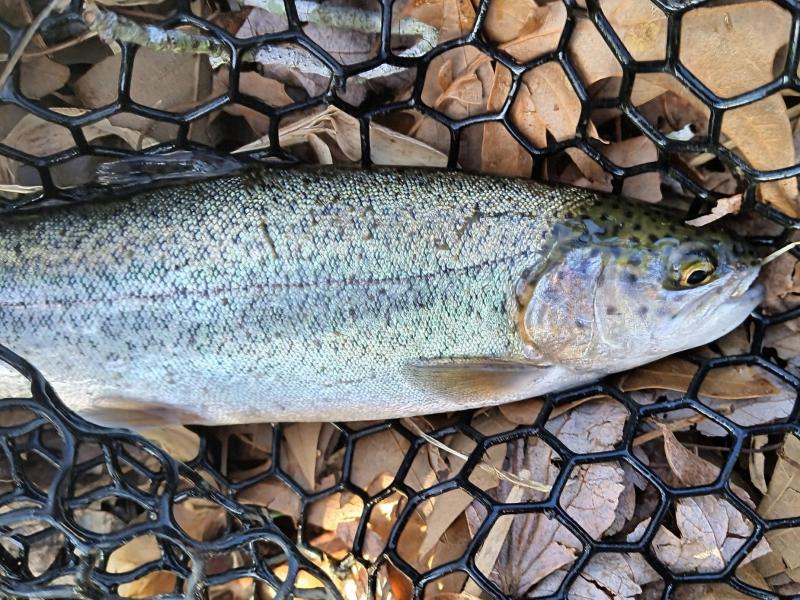 Rainbow Trout - Calvert Cliffs Pond - 01Mar25.jpg