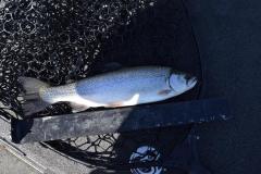 May21trout.jpg