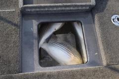 May22fish.jpg