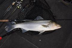 May22striper.jpg