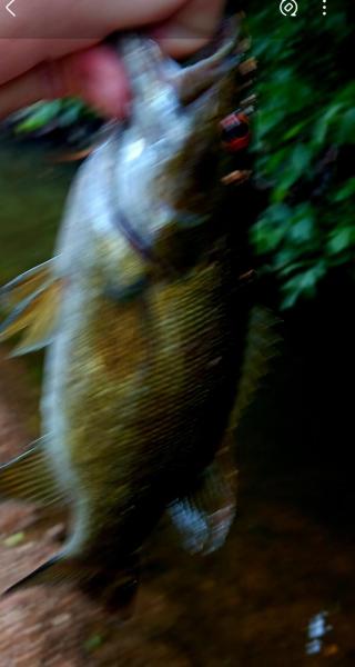 Screenshot_20250614_124418_Gallery.thumb.jpg.a9cbbd322d14d1067cff22e3066914a2.jpg