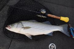June11striper.jpg