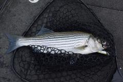June16striper1.jpg