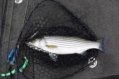 June16striper2.jpg