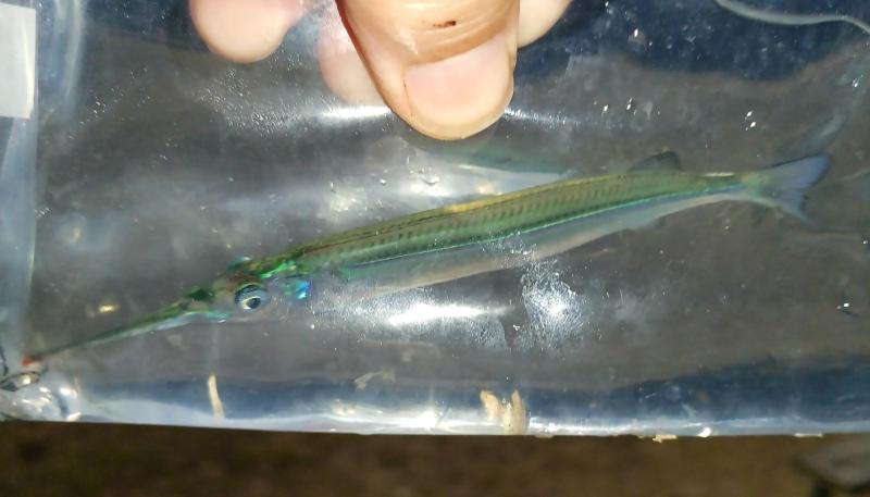 Amer Halfbeak 1 - Kiptopeke STP - 25jul25.jpg