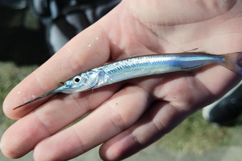 Livie Amer Halfbeak - Kiptopeke STP - 25jul25.jpg