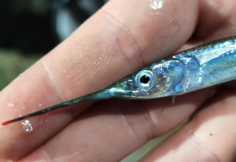 Livie Amer Halfbeak CP - Kiptopeke STP - 25jul25.jpg