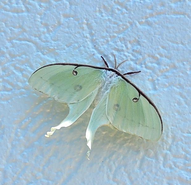 Livie Luna Moth - Cambridge - 25Jul25.jpg