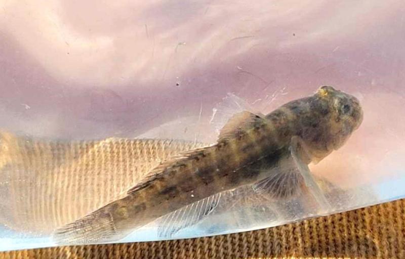 Livie Naked Goby - Chincoteague Pier - 25Jul25.jpg