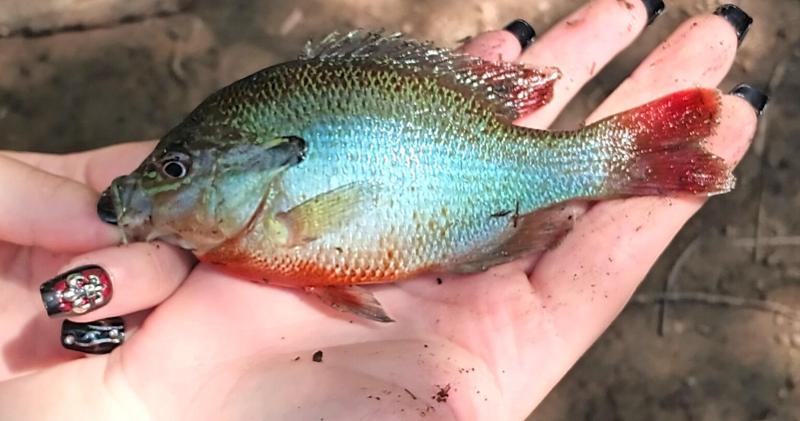 Livie Redbreast Sunfish - 11Jul25.jpg
