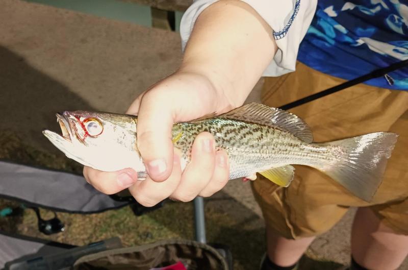 Livie weakfish - Kiptopeke STP - 25jul25.jpg