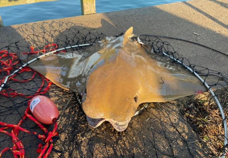 Mark - Cownose Ray - Kiptopeke STP - 25Jul25.jpg