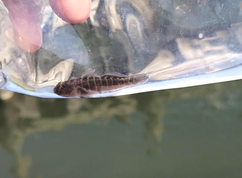 Naked Goby - Chincoteague Boat ramp - 25Jul25.jpg
