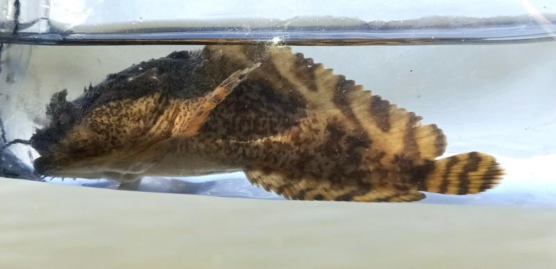 Oyster Toadfish 1 - Chincoteague Pier - 25Jul25.jpg