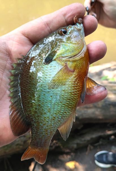 Redbreast Sunfish - 11Jul25.jpg