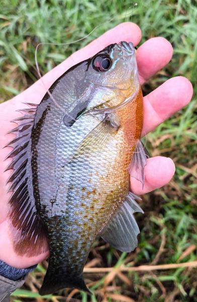 Redbreast Sunfish - Shingle Crk - 13Nov23.jpg